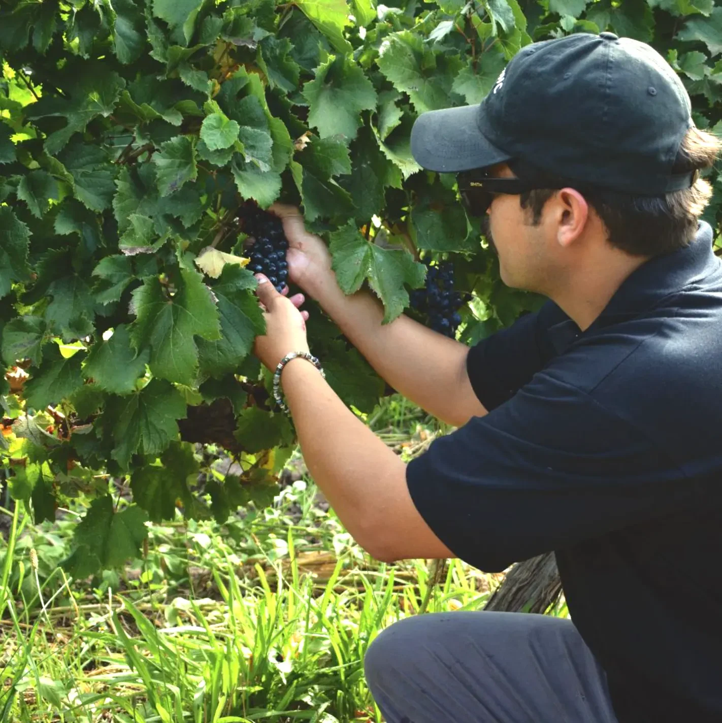 Cuidado de las uvas en el viñedo