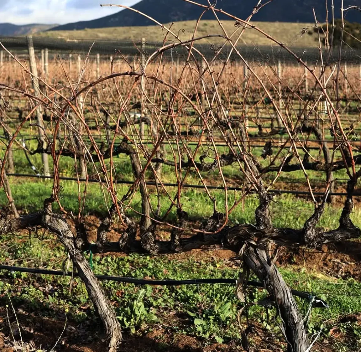 Vides en el Valle de Guadalupe