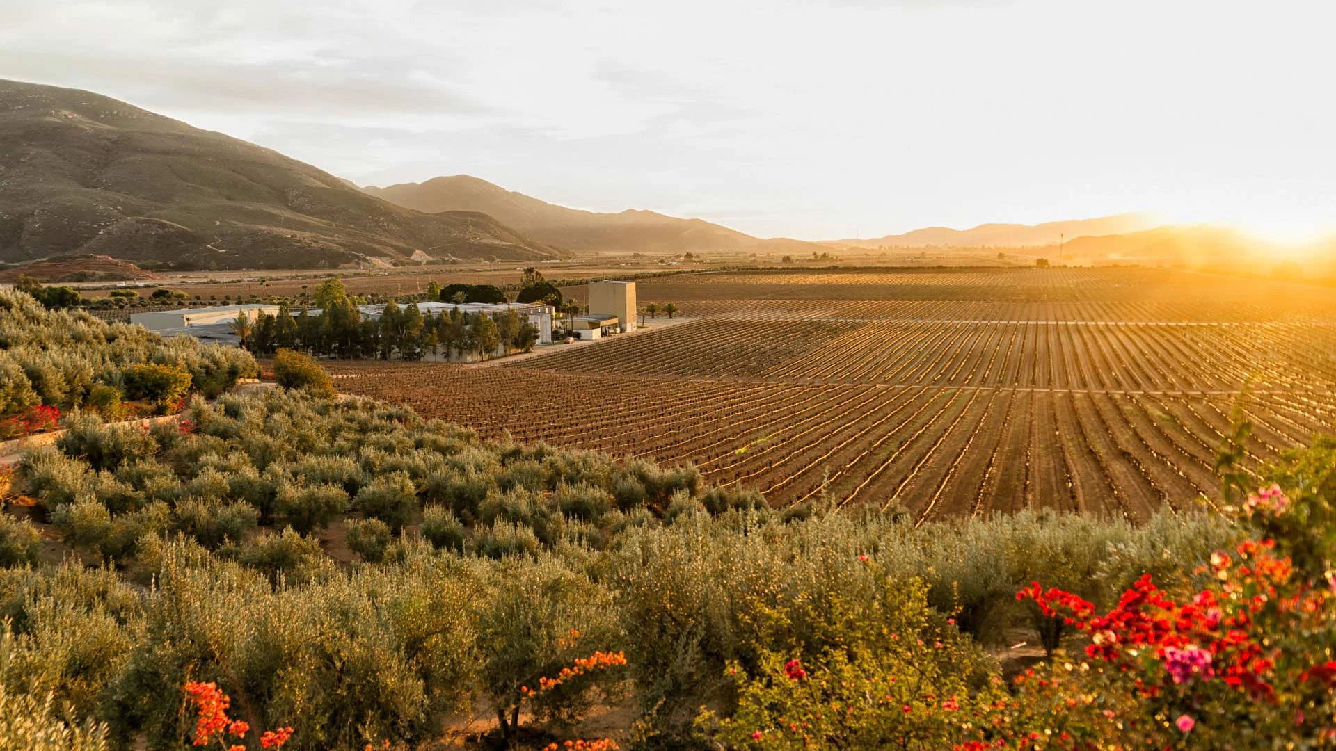Panorámica de los viñedos del Valle de Guadalupe al atardecer