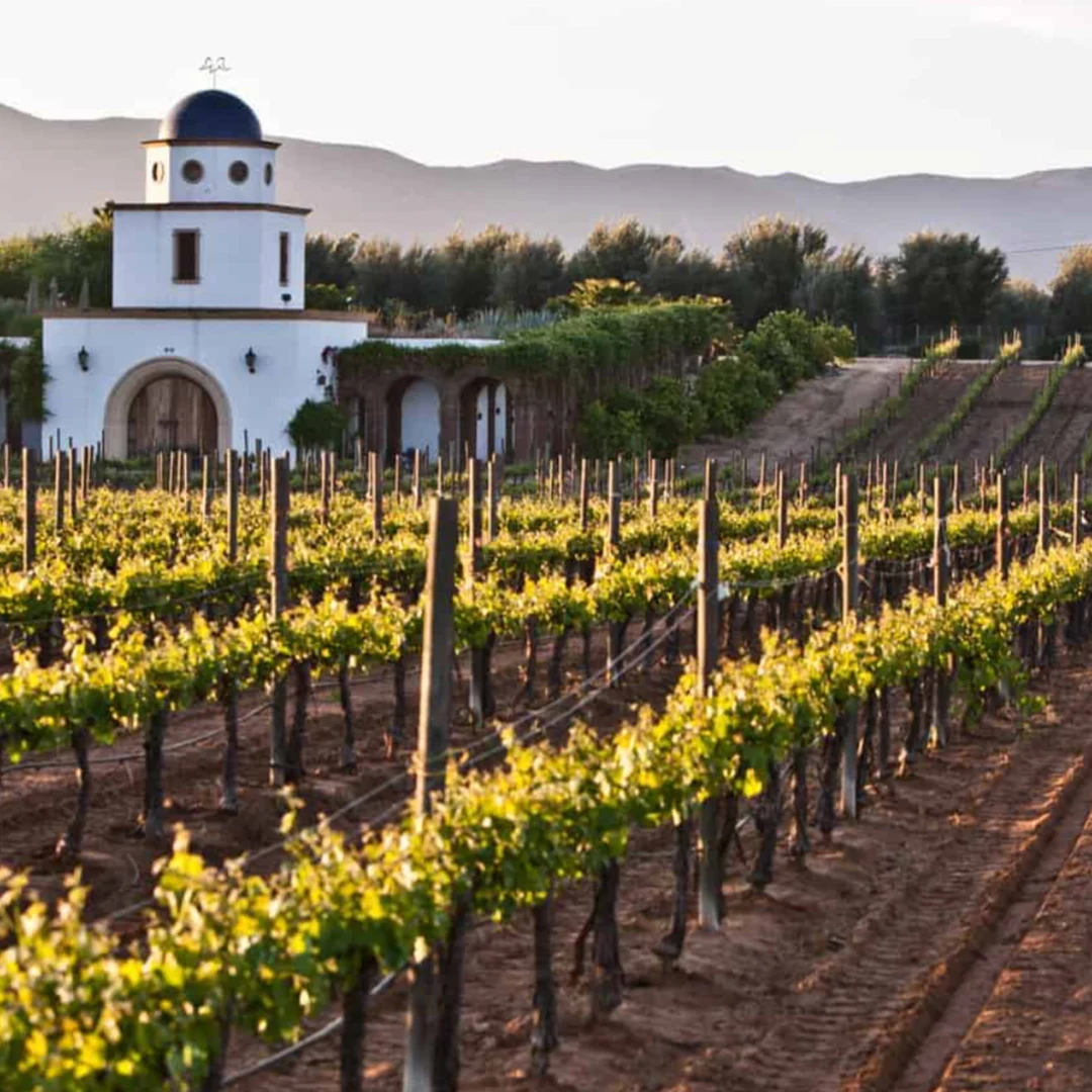 Una vinícola rodeada de viñedos en el Valle de Guadalupe