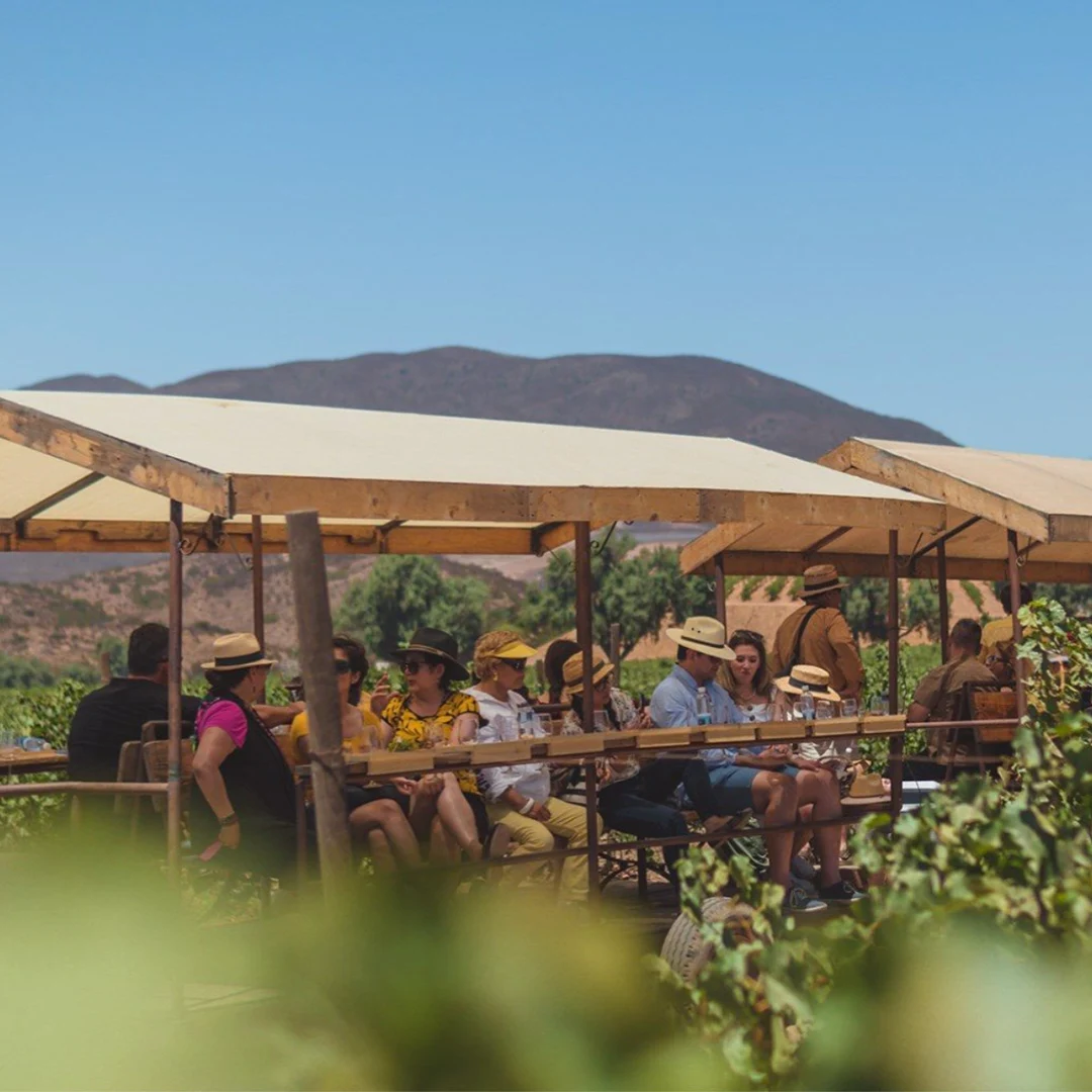 Gastronomía y convivencia entre los viñedos del valle